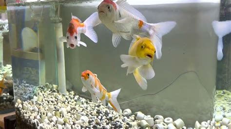 養錦鯉風水|【魚缸養錦鯉風水】哪些品種適合當風水魚 